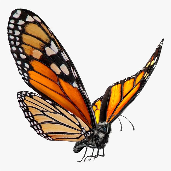 flight monarch butterfly fur 3D model