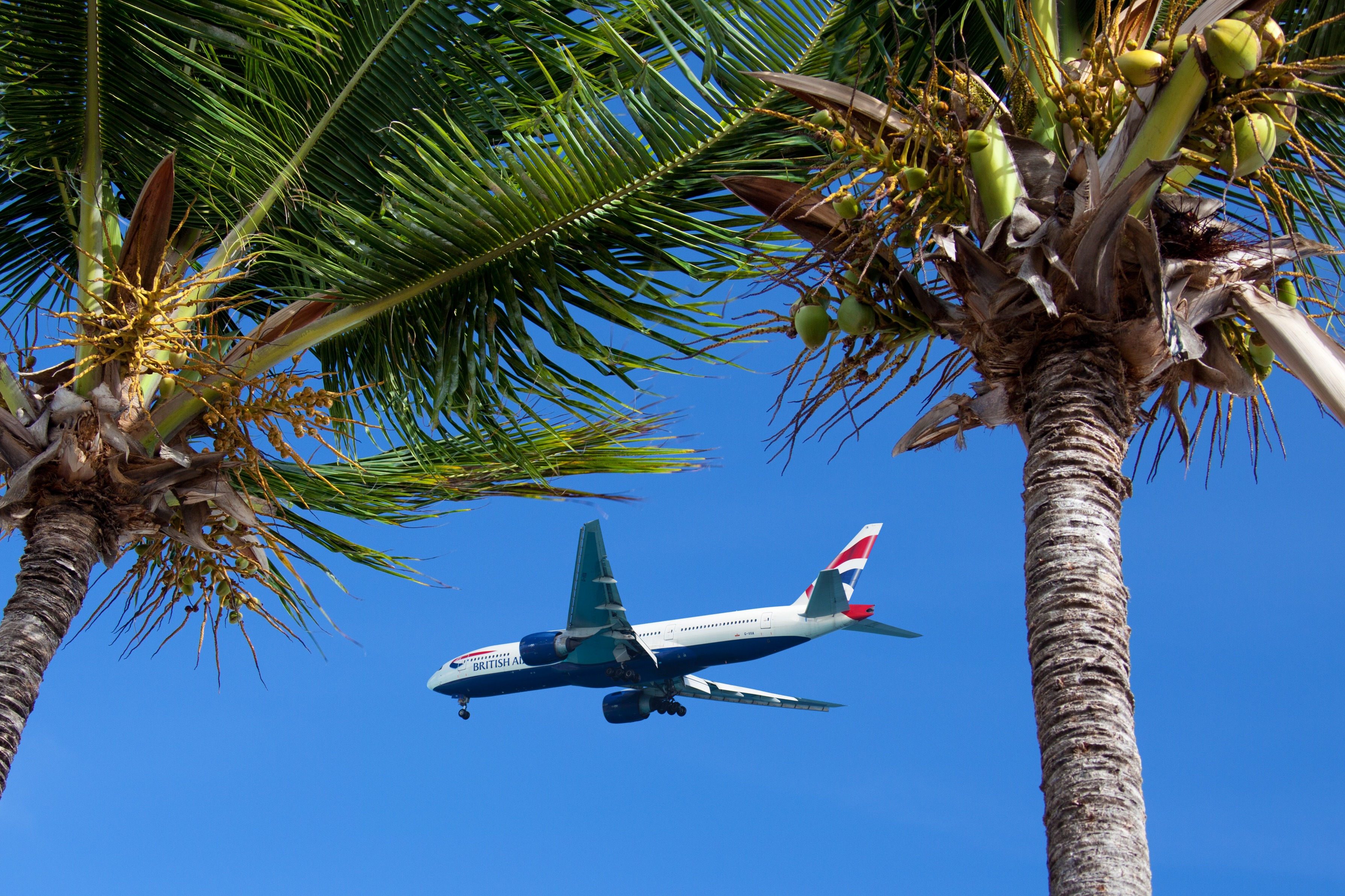 Free Images : tree, branch, sky, air, flower, fly, vacation, travel, airplane, plane, aircraft, paradise, tropical, journey, flight, holiday, tourism, trip, world, holidays, concept, tropics, atmosphere of earth, woody plant, arecales, palm