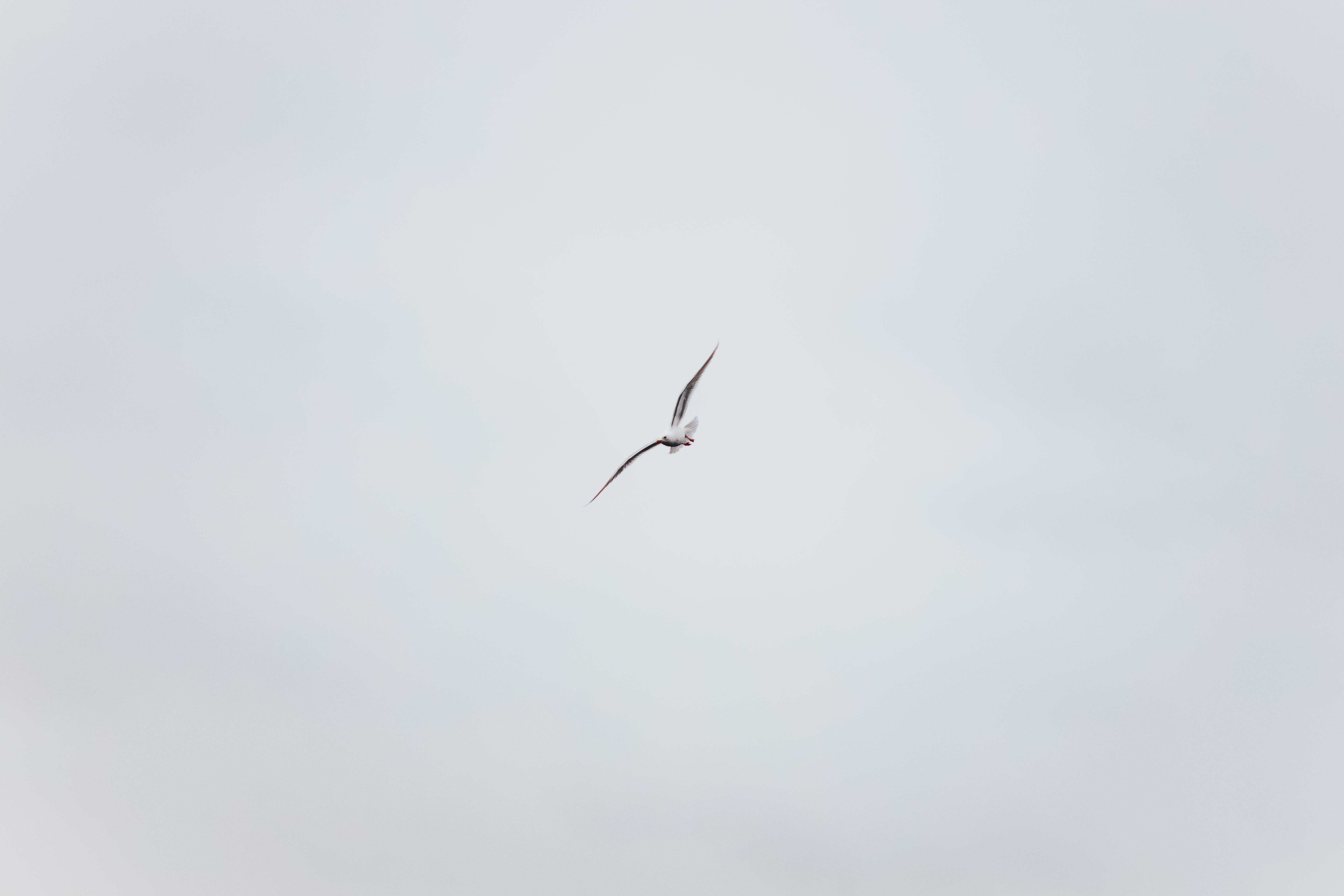 predatory bird flying in white sky in afternoon