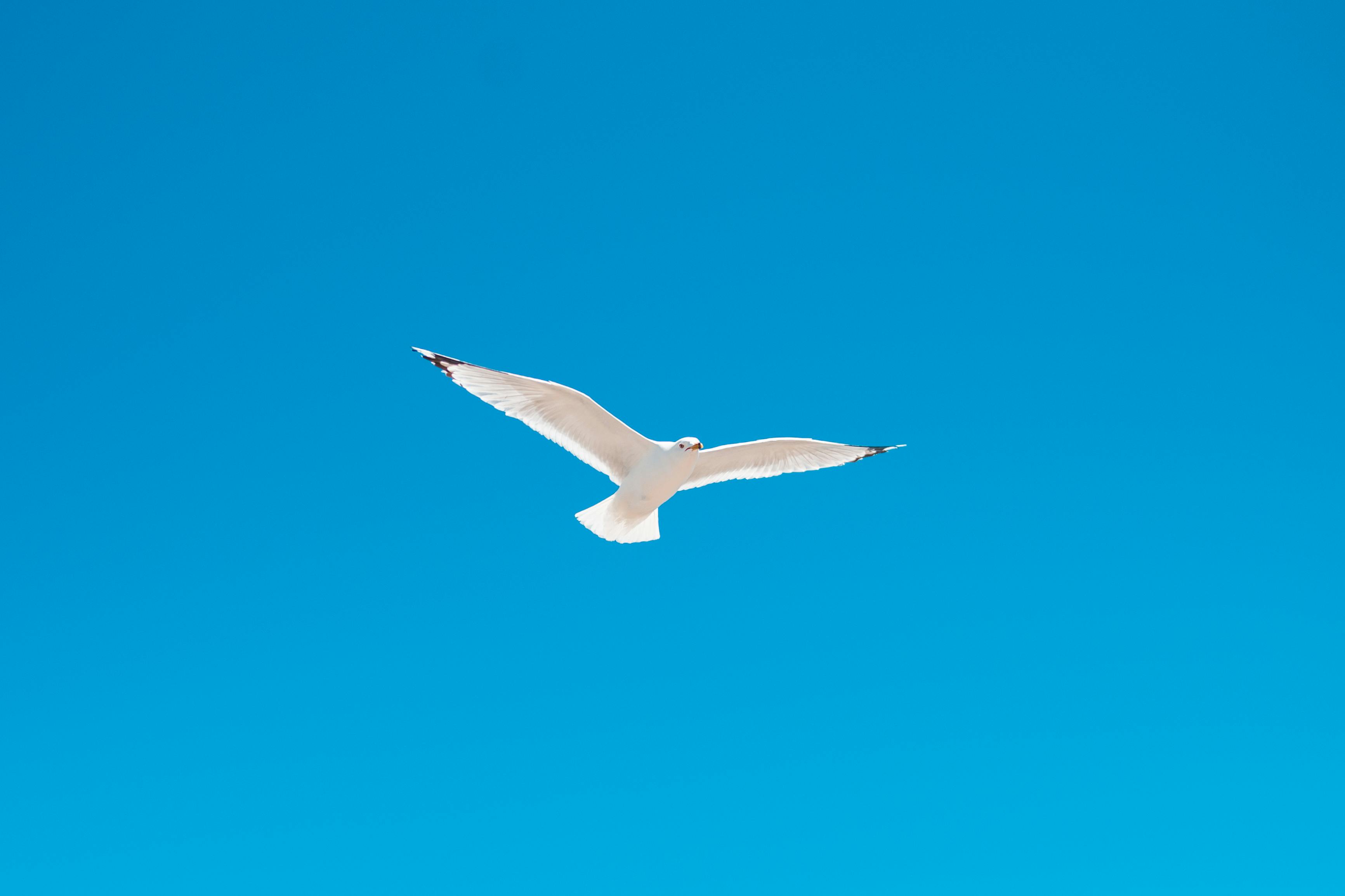 white seagull flying in blue sky in daylight