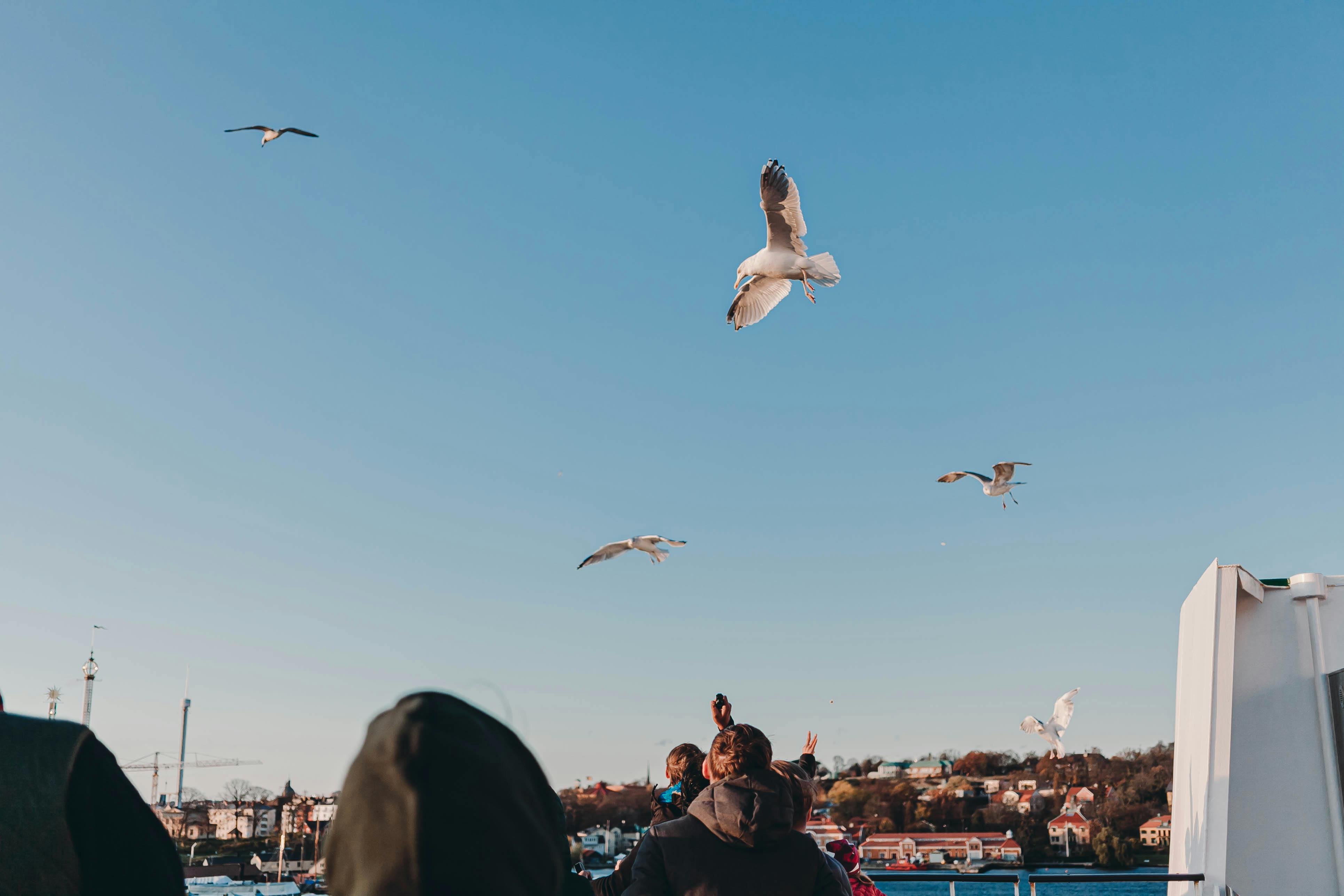 birds flying over coast in daylight