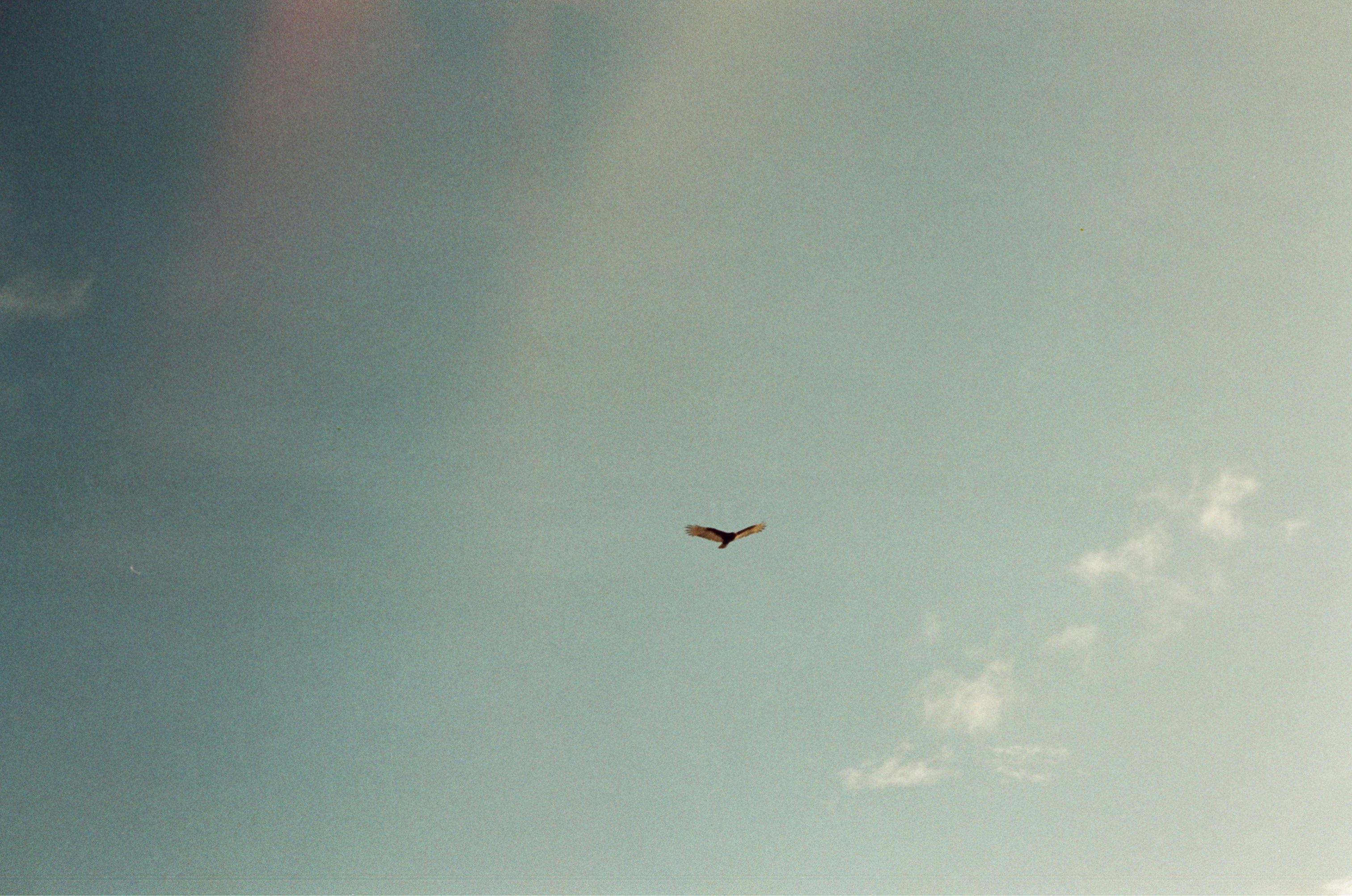 single bird soaring in sky