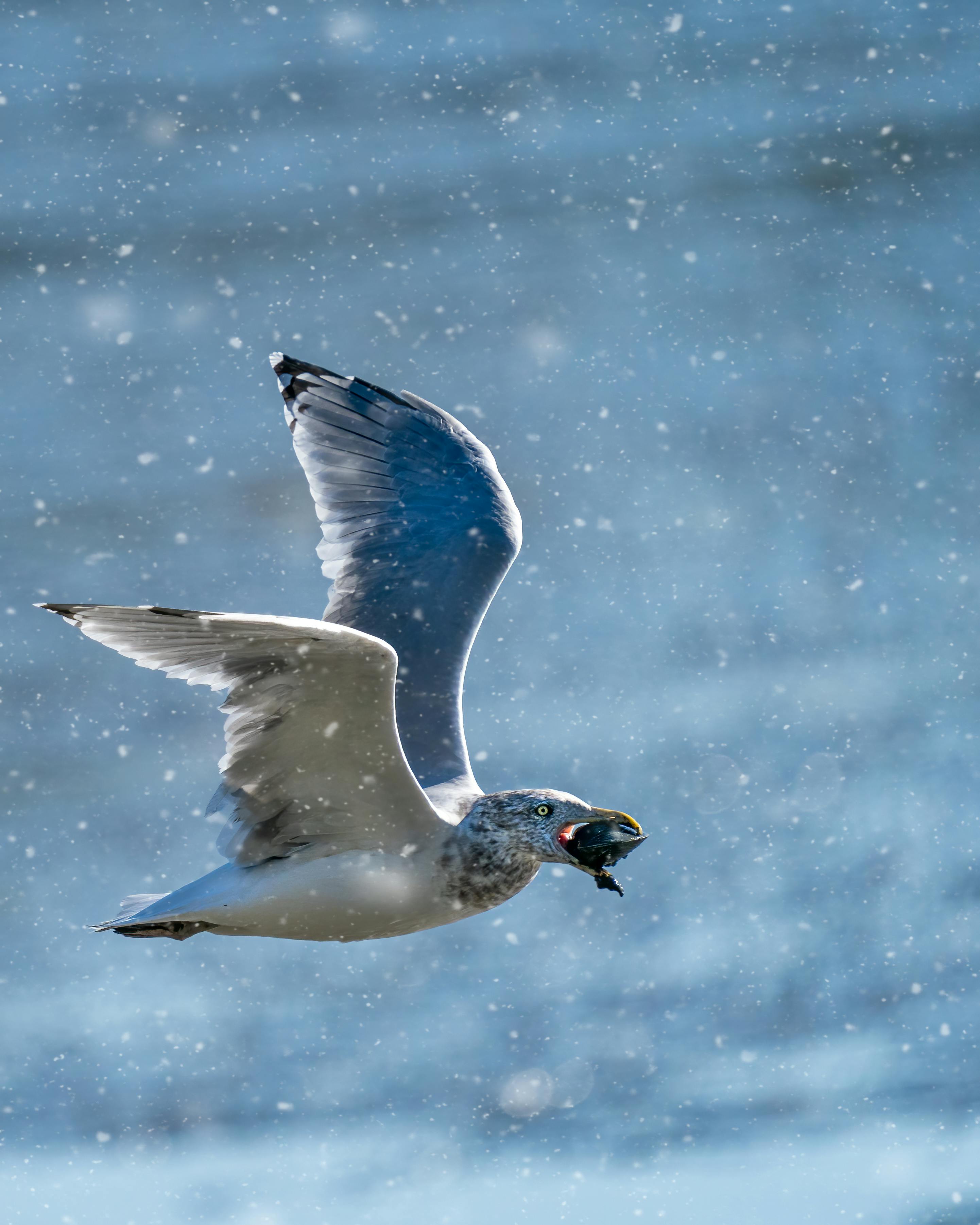 seagull with fish in beak flying in sky in winter