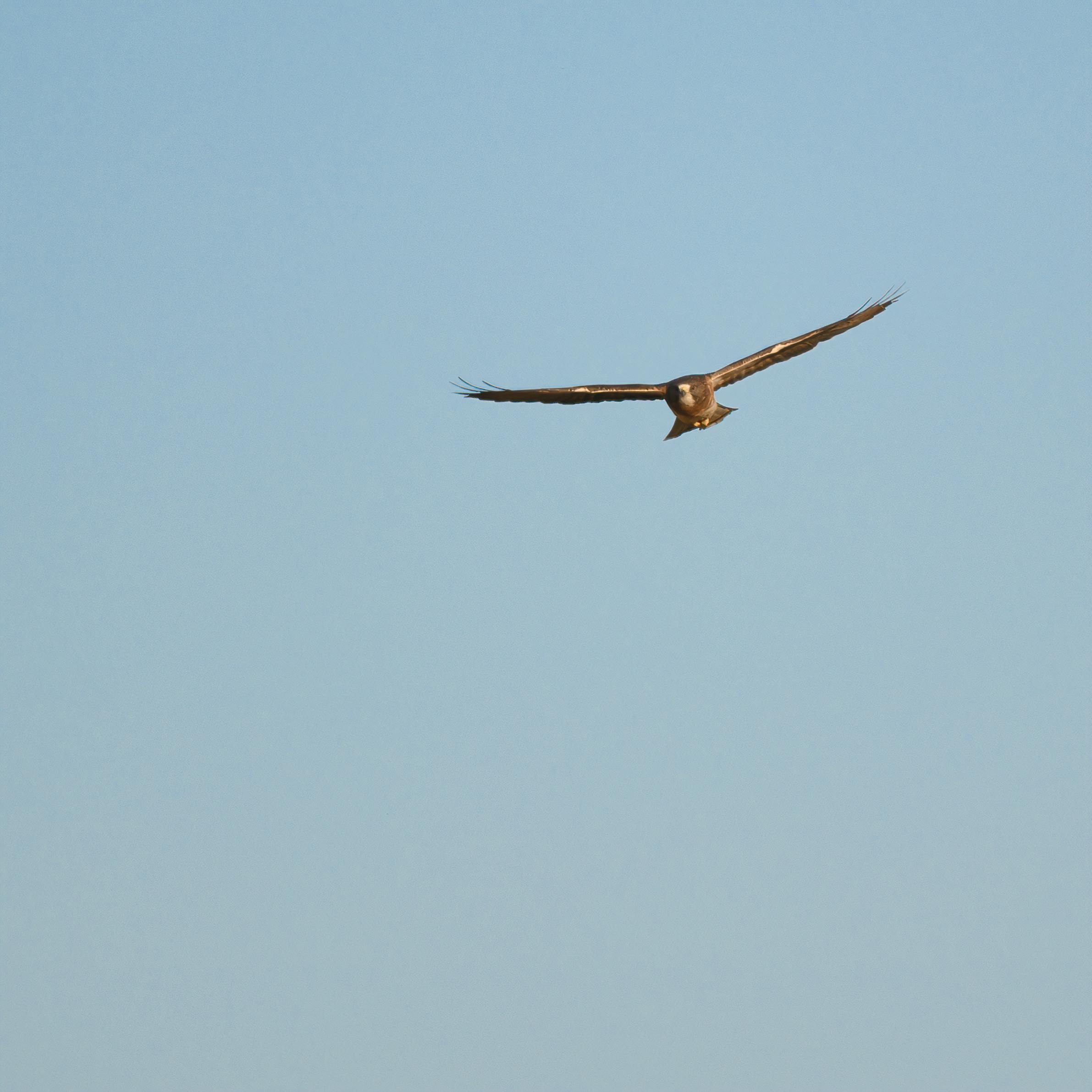 bird soaring in cloudless sky