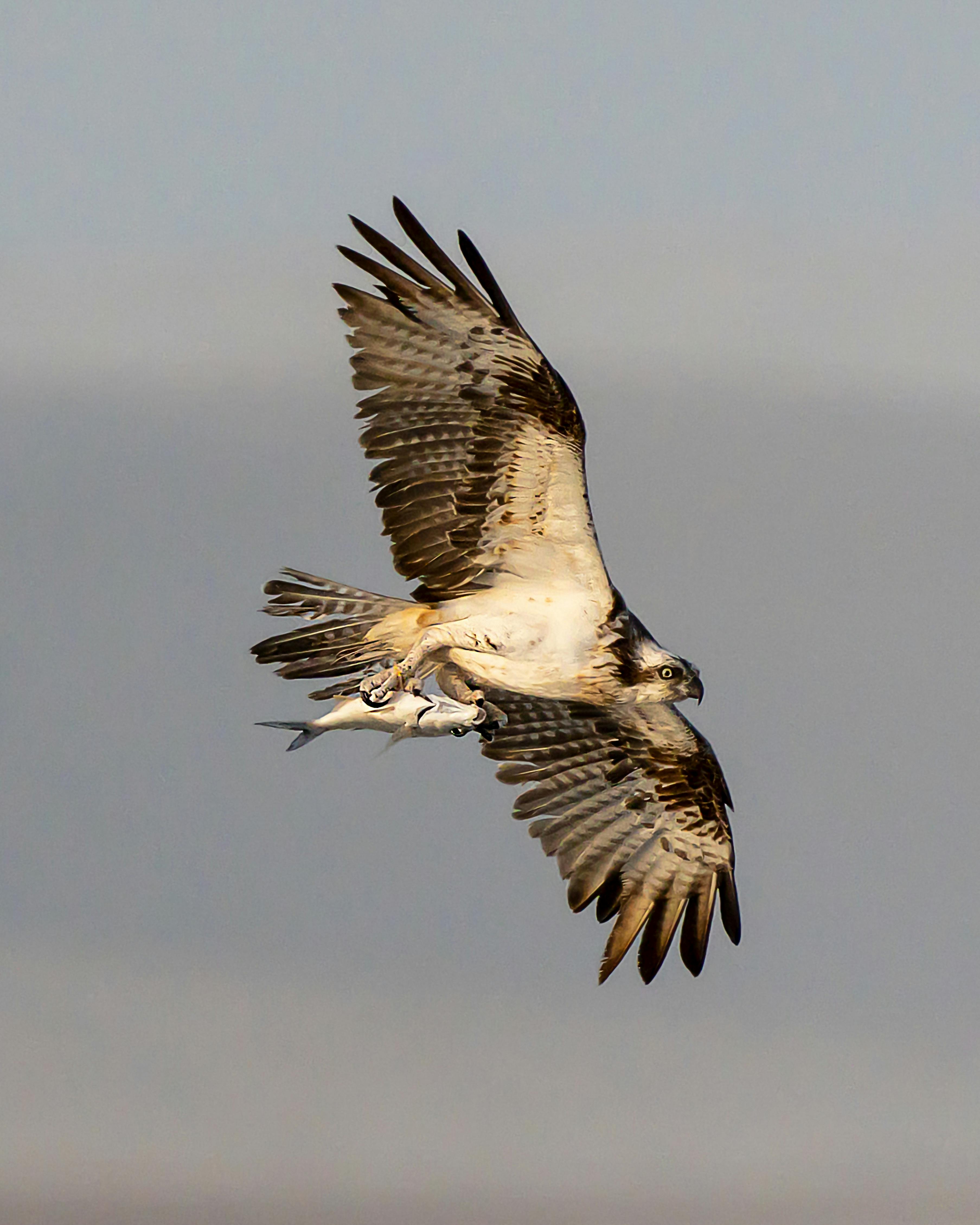 osprey flying high in air