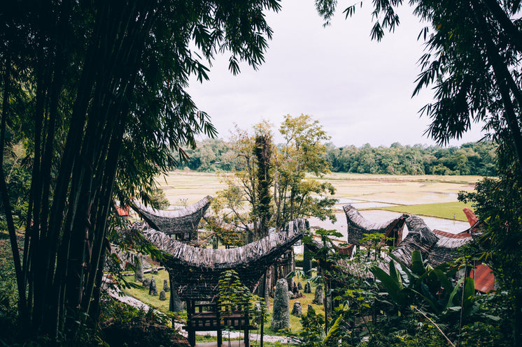 A Towering Bamboo Forest Overlooks Indonesian Temple