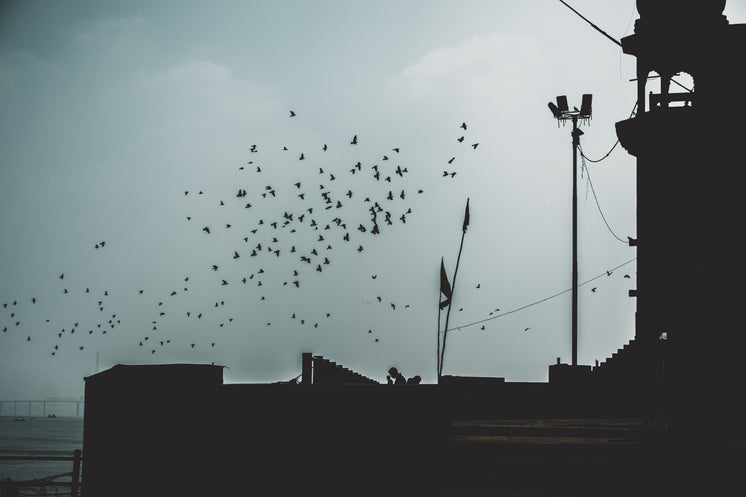 Flock Of Birds Silhouette